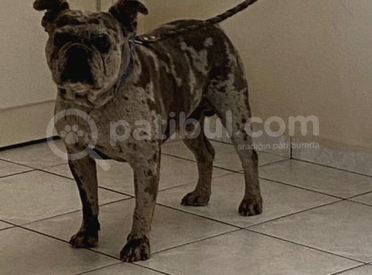 French Bulldog görsel
