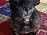 French bulldog