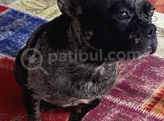 French Bulldog görsel