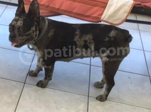 French Bulldog görsel