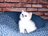 Son kalite sliver British Shorthair yavrularımız
