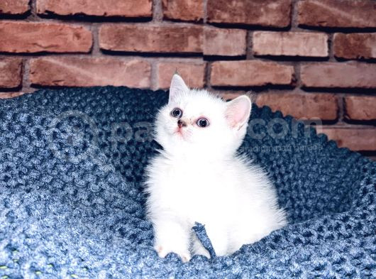 Son Kalite Sliver British Shorthair Yavrularımız