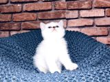 Son Kalite Sliver British Shorthair Yavrularımız
