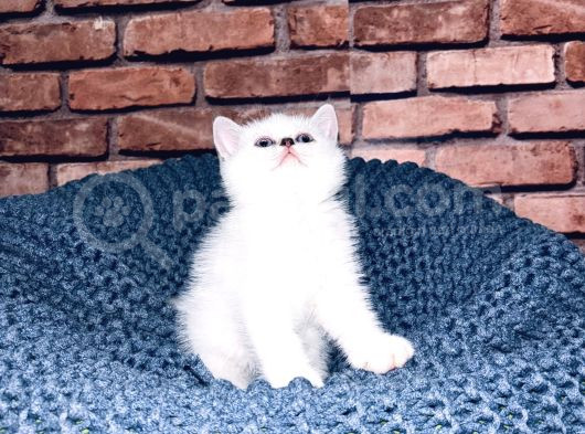 Son Kalite Sliver British Shorthair Yavrularımız görsel