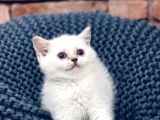 Son Kalite Sliver British Shorthair Yavrularımız