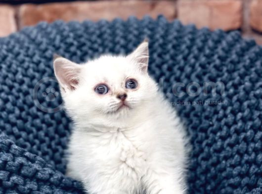 Son Kalite Sliver British Shorthair Yavrularımız görsel