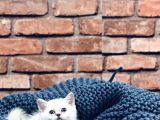 Son Kalite Sliver British Shorthair Yavrularımız