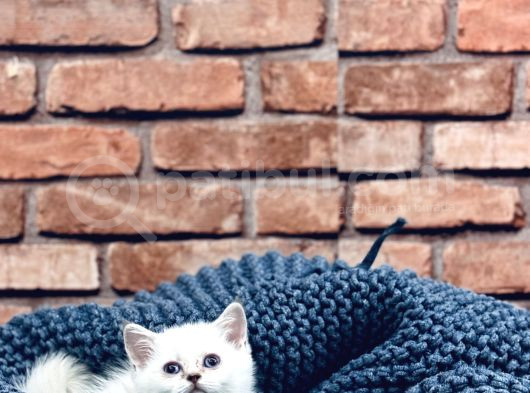 Son Kalite Sliver British Shorthair Yavrularımız görsel