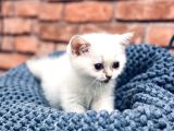 Son Kalite Sliver British Shorthair Yavrularımız
