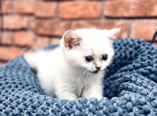 Son Kalite Sliver British Shorthair Yavrularımız görsel