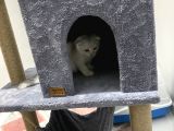 Orjinal Anne Baba Scrli Topaç Kafa Scottish Fold Silver