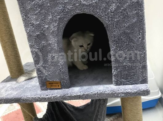 Orjinal Anne Baba Scrli Topaç Kafa Scottish Fold Silver görsel