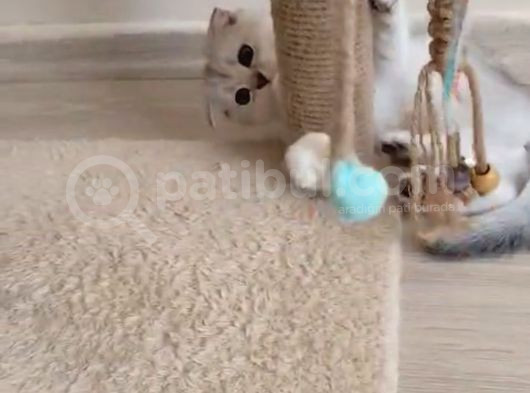 Orjinal Anne Baba Scrli Topaç Kafa Scottish Fold Silver görsel