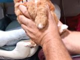 Malti̇po Bebi̇şler