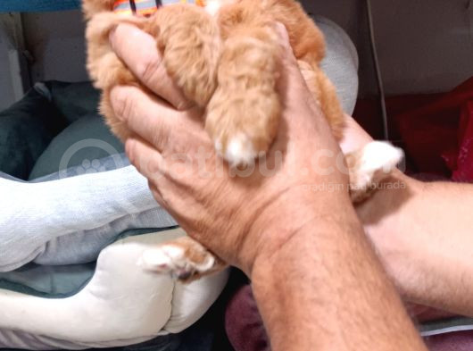 Malti̇po Bebi̇şler görsel