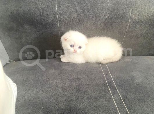 Yavru Kedi