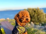 Mars  Toy Poodle