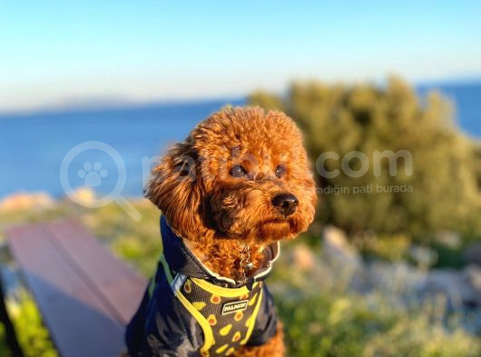 Mars  Toy Poodle görsel