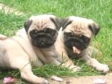 Gül Kuyruk Kisa Pug Yavrular Her Yere Gönderi̇li̇r