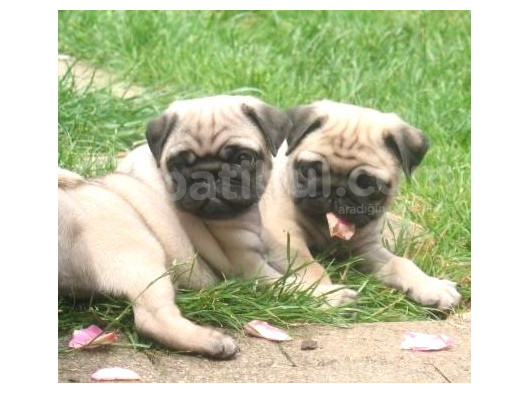 Gül Kuyruk Kisa Pug Yavrular Her Yere Gönderi̇li̇r görsel