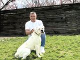 Dünyanın En Güçlü Köpeği Amerikan Bulldog