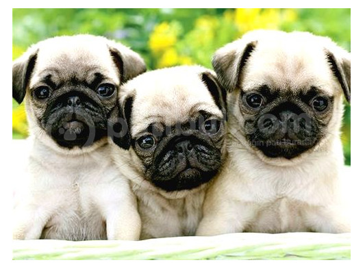 Gül Kuyruk Kisa Pug Yavrular Her Yere Gönderi̇li̇r görsel