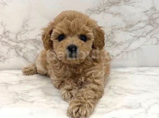Mini Boy Puppy Kahve Tonlu Malti̇po Cinsi Yavrular  görsel