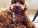 Mars  Toy Poodle