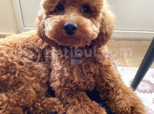 Mars  Toy Poodle görsel
