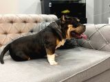 American Bully