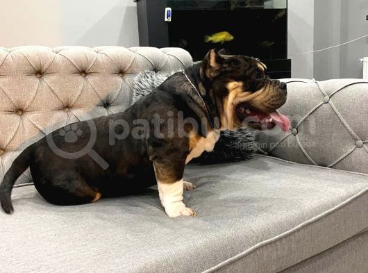 American Bully görsel
