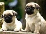 Gül Kuyruk Kisa Pug Yavrular Her Yere Gönderi̇li̇r
