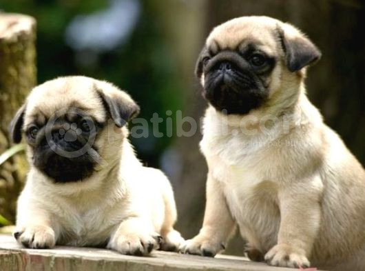Gül Kuyruk Kisa Pug Yavrular Her Yere Gönderi̇li̇r görsel