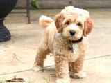 Red Braw Kıpkırmızı Ev Üretimi Tooy Poodle 