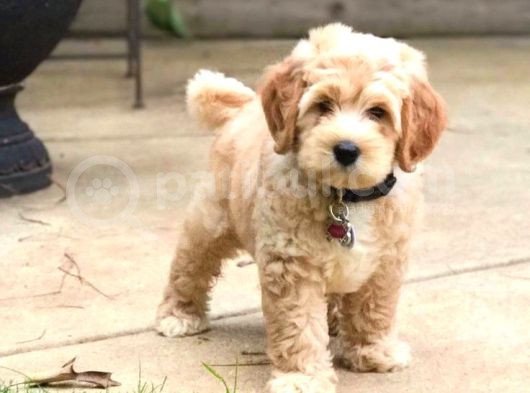 Red Braw Kıpkırmızı Ev Üretimi Tooy Poodle  görsel
