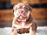 American Bully