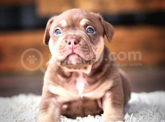 American Bully