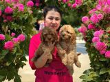 Maltipoo Yavruları Mama Ve Malzeme Kampanyali