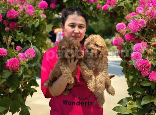 Maltipoo Yavruları Mama Ve Malzeme Kampanyali görsel