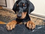 Doberman Yavru Ve Anne Baba