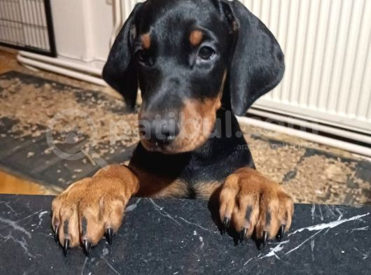 Doberman Yavru Ve Anne Baba görsel