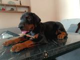 Doberman Yavru Ve Anne Baba