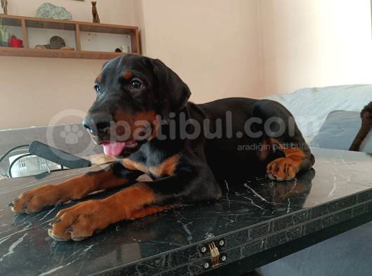 Doberman Yavru Ve Anne Baba görsel