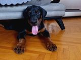 Doberman Yavru Ve Anne Baba