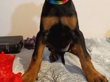 Doberman Yavru Ve Anne Baba
