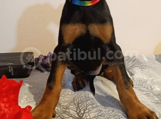 Doberman Yavru Ve Anne Baba görsel