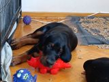 Doberman Yavru ve Anne Baba