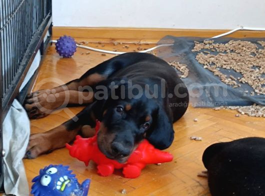 Doberman Yavru Ve Anne Baba