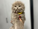 Scottish Fold Yavru 2 Aylık