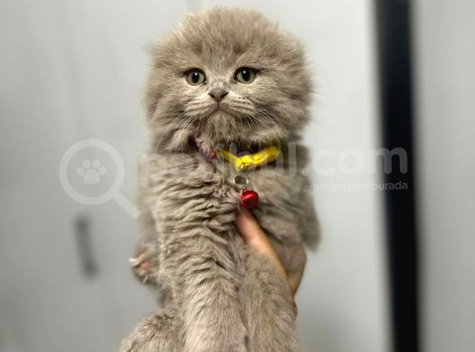 Scottish Fold Yavru 2 Aylık
